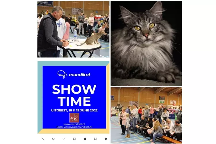 Zaterdag 18 en zondag 19 juni 2022 organiseert Mundikat weer een katten show in Sportcentrum Uitgeest.