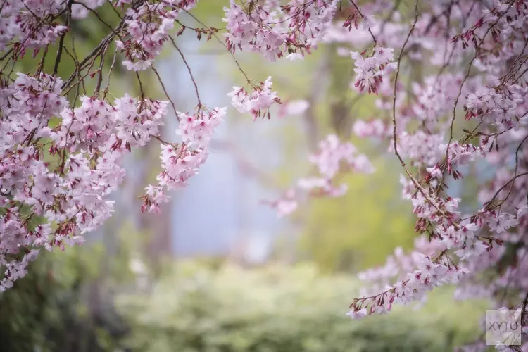 Lente lijkt eindelijk door te zetten