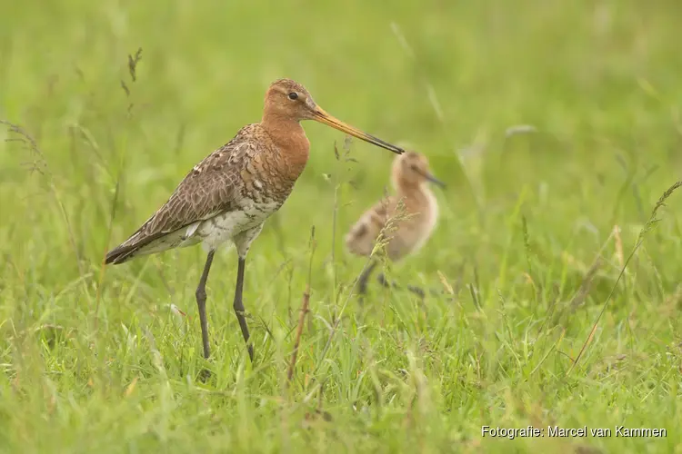 Weidevogelbroedseizoen 2024 geeft turbulent beeld door regen en roofdieren